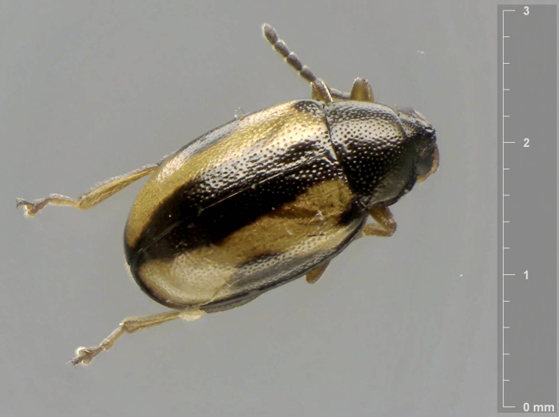 Phyllotreta ochripes